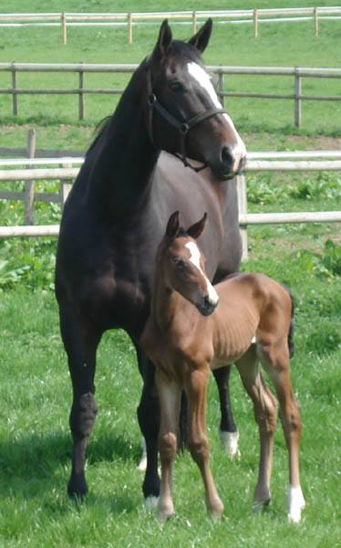 Warmblood Foals